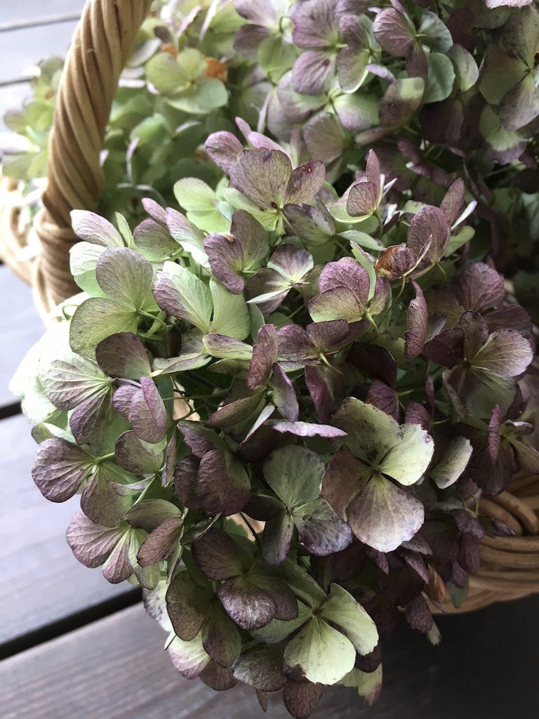 フラスコの花たちとドライになった紫陽花_c0334574_19235258.jpg