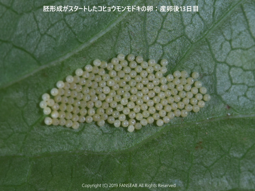 コヒョウモンモドキの産卵:その2(8月上旬)_f0090680_11163388.jpg