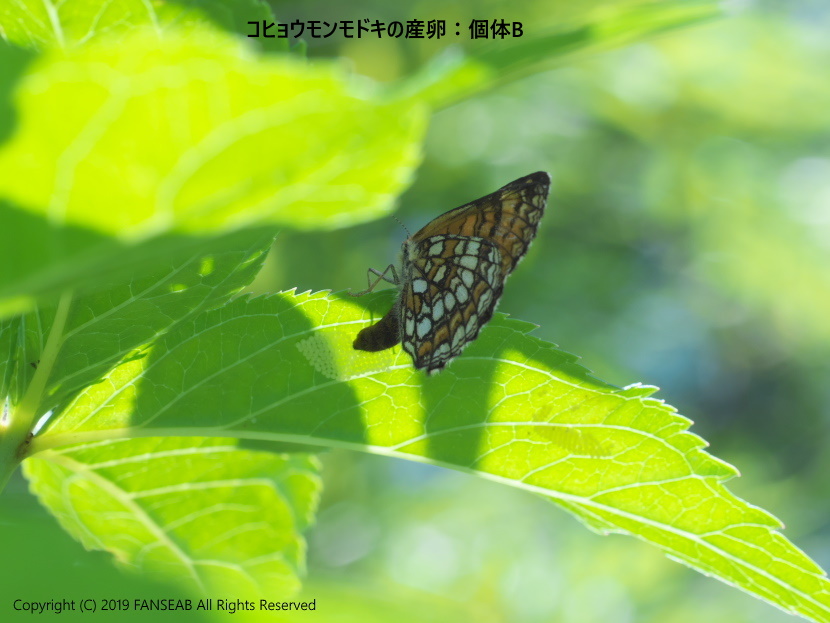 コヒョウモンモドキの産卵:その2(8月上旬)_f0090680_1145011.jpg
