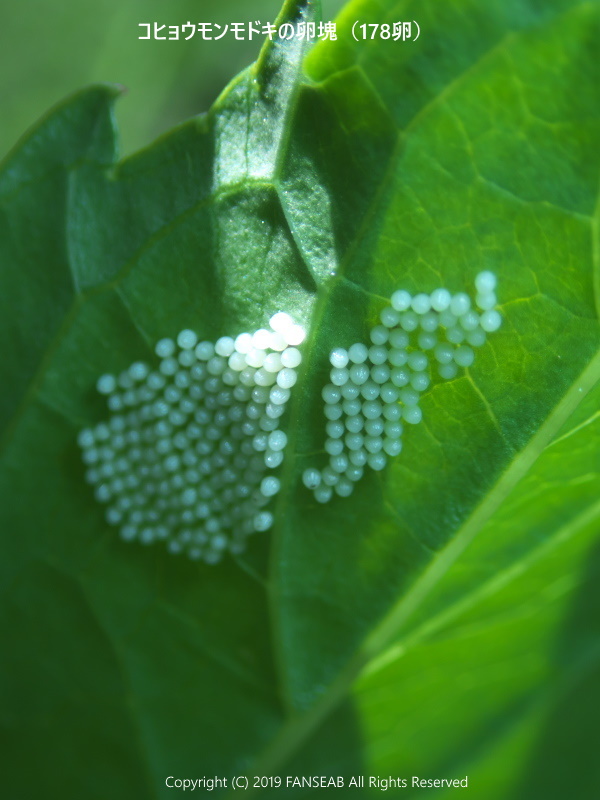 コヒョウモンモドキの産卵:その2(8月上旬)_f0090680_1152783.jpg