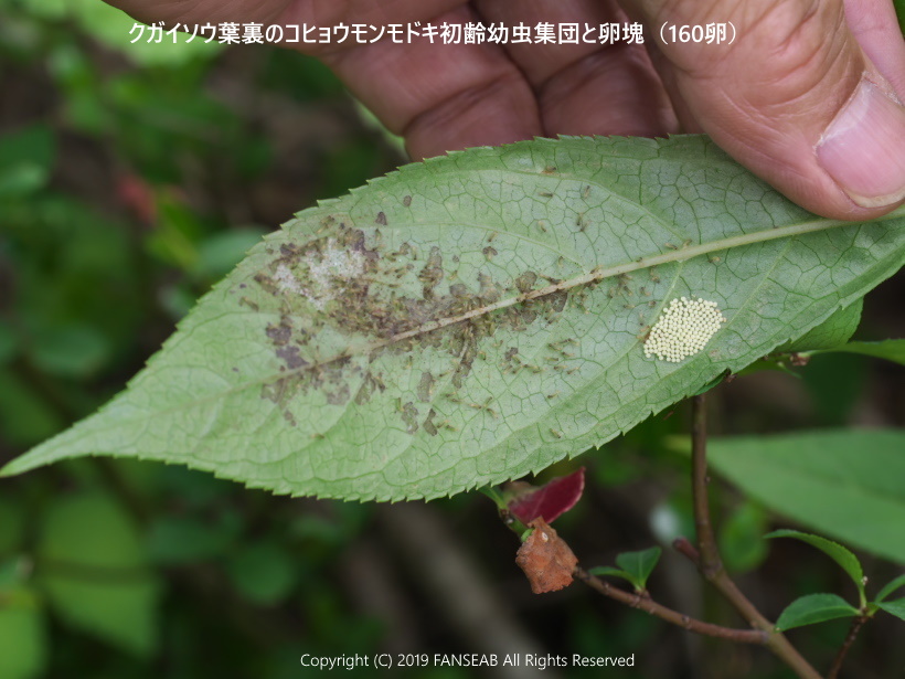 コヒョウモンモドキの産卵:その2(8月上旬)_f0090680_117504.jpg