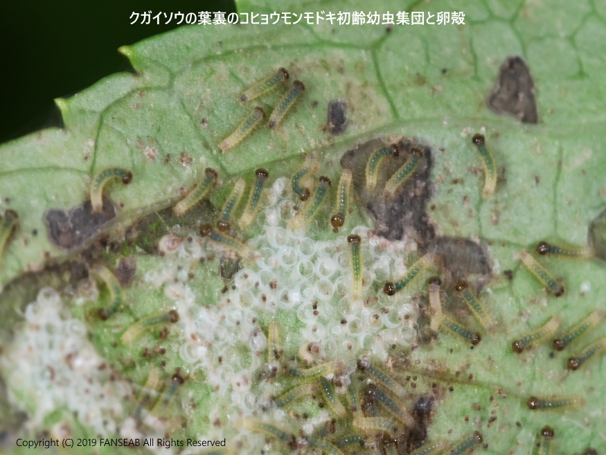 コヒョウモンモドキの産卵:その2(8月上旬)_f0090680_1183490.jpg