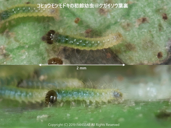 コヒョウモンモドキの産卵:その2(8月上旬)_f0090680_1185086.jpg