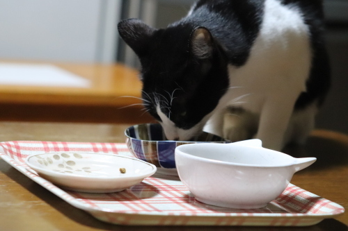 はちわれくりちゃん　痩せの大食い_a0216583_23324993.jpg