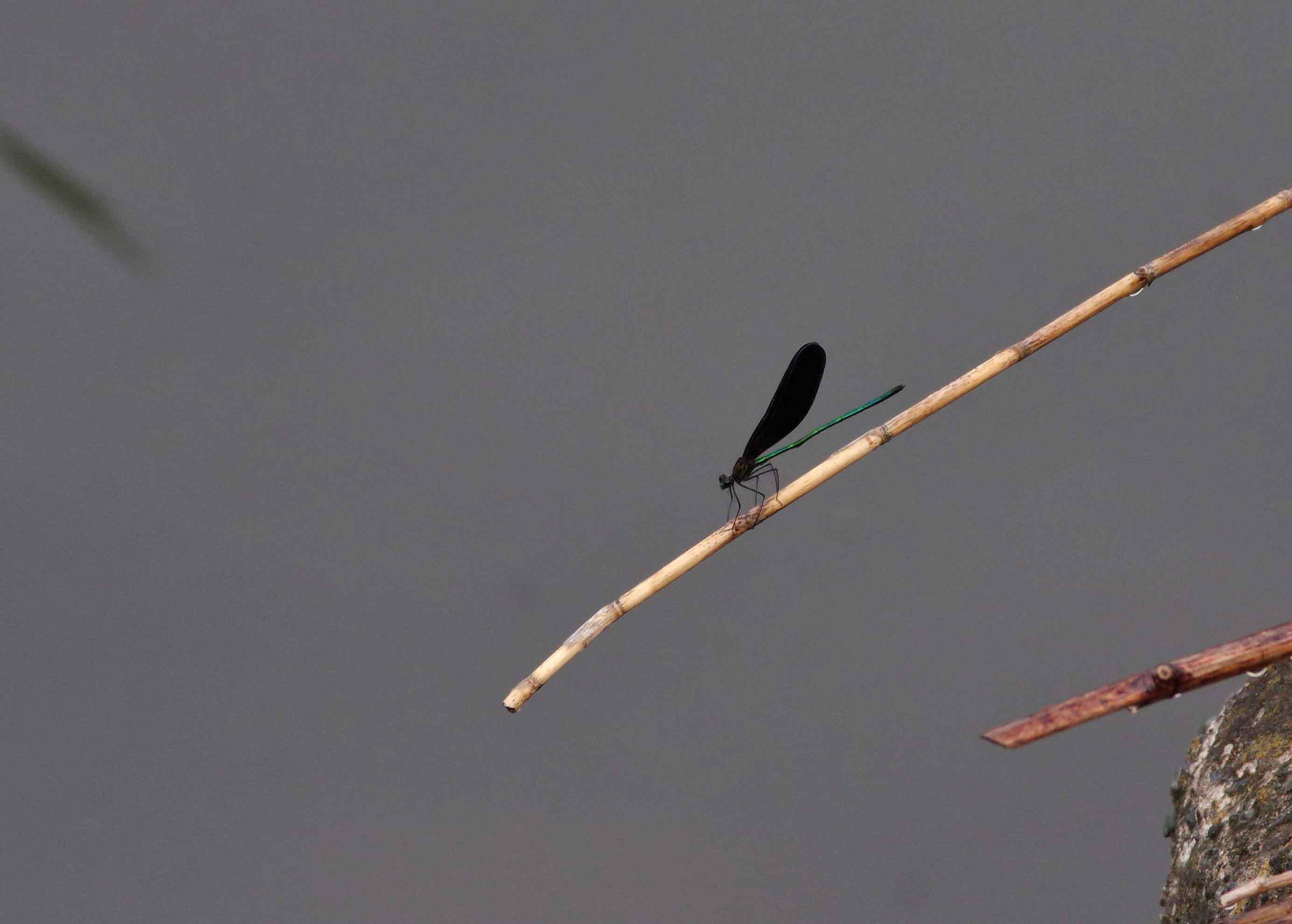 c0176183_10385258.jpg
