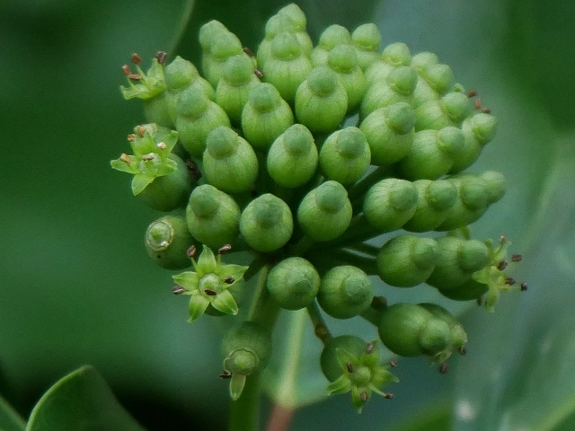 カクレミノの小さな花 初撮り と 蝶々と蝉と 花と葉っぱ