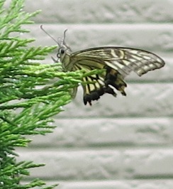 e0130185_23374587.jpg