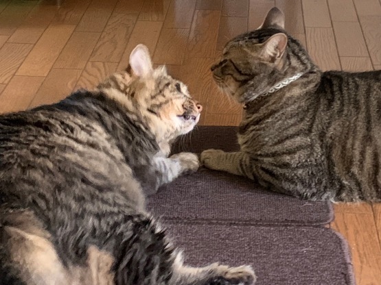猫とレモンマートルと紅葵と月桃_b0349795_18595086.jpeg