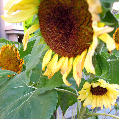 artigana-gのSAPPORO・161_b0055196_09250365.jpg