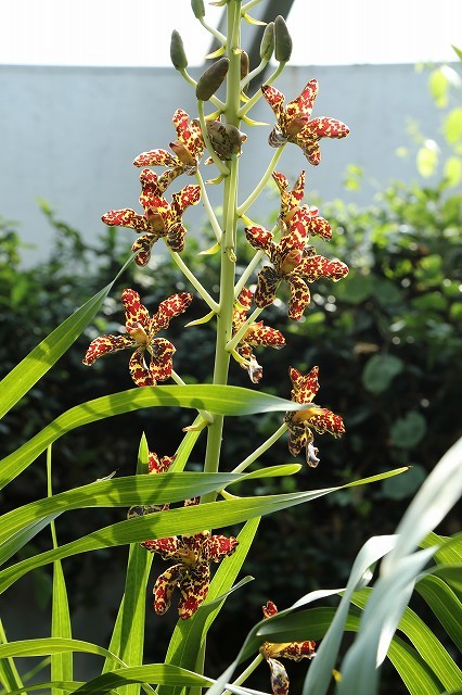 世界最大のラン「タイガーオーキッド」が開花 : 旅プラスの日記