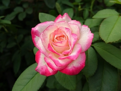 e0289203_16022578.jpg