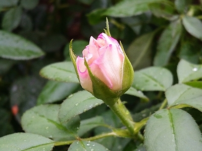 e0289203_16023073.jpg