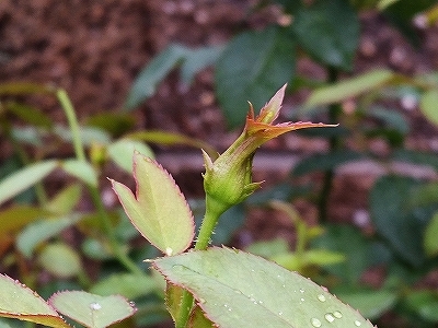 e0289203_16023297.jpg