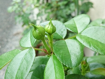 e0289203_16023433.jpg