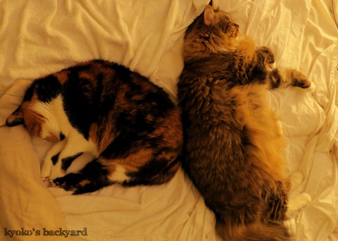 猫でわかる冷房効果_b0253205_06323900.jpg