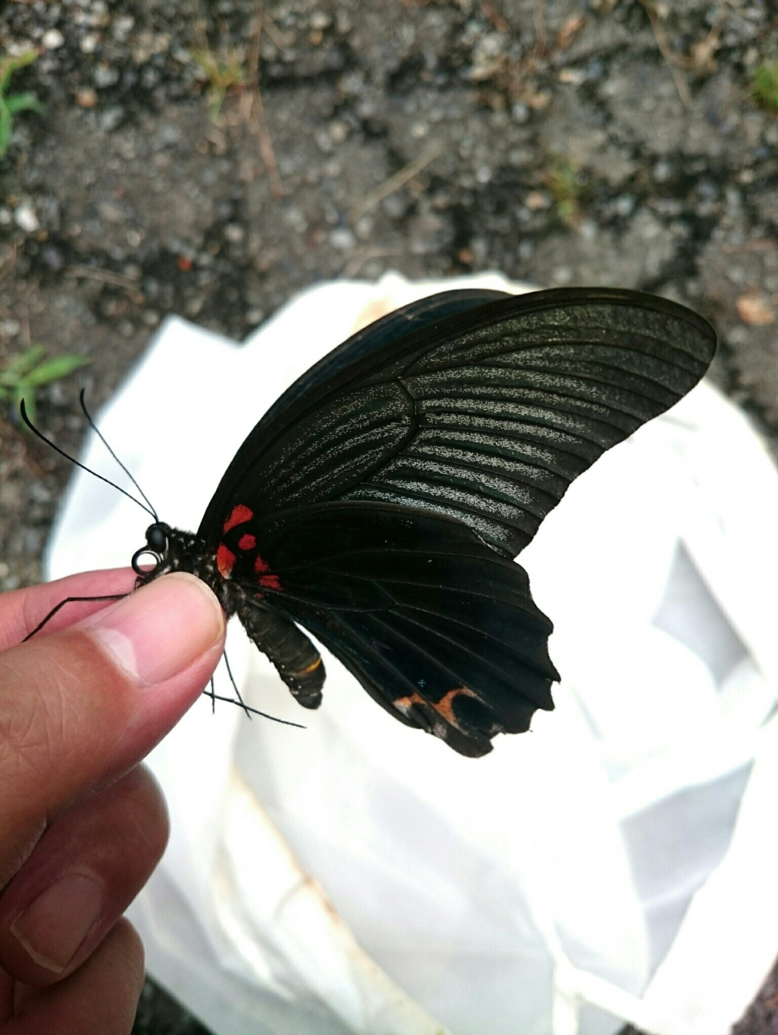 a0361610_16234526.jpg