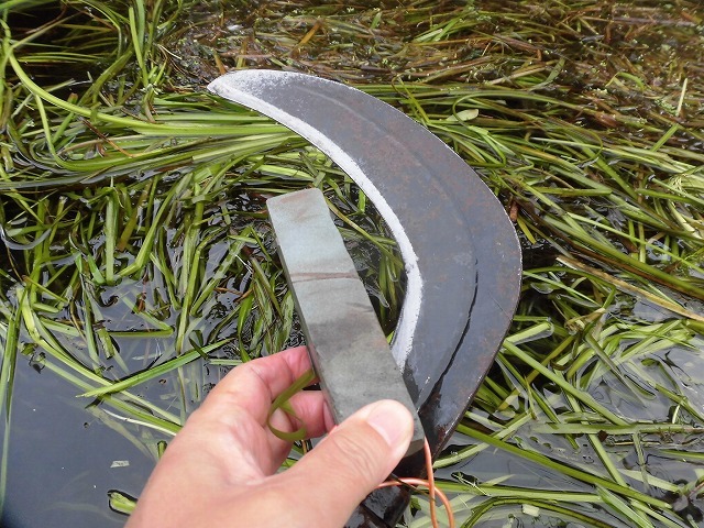 この時期に最も伸びる水草! 町内によって人数の確保が大変な田宿川の川そうじ_f0141310_07163776.jpg