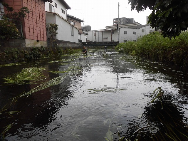 この時期に最も伸びる水草! 町内によって人数の確保が大変な田宿川の川そうじ_f0141310_07170766.jpg