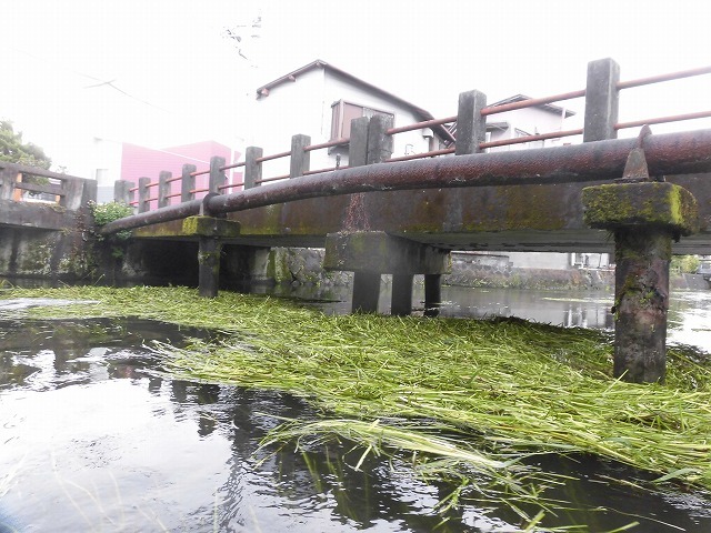この時期に最も伸びる水草! 町内によって人数の確保が大変な田宿川の川そうじ_f0141310_07171907.jpg