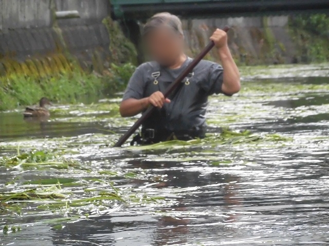 この時期に最も伸びる水草! 町内によって人数の確保が大変な田宿川の川そうじ_f0141310_07175466.jpg