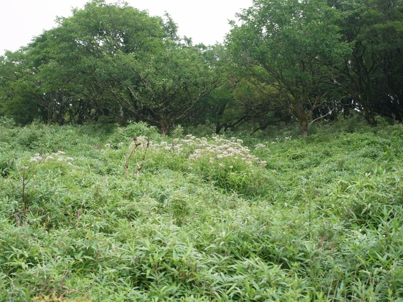箱根駒ヶ岳_e0276411_00333821.jpg