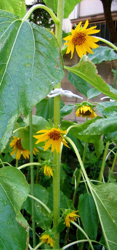 ヒマワリ脇芽も満開 ネコとスズメとカラスウリの花