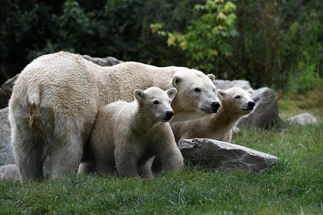 オランダ・ヌエネンの「動物帝国」のフリーマお母さんとニヴィとエルヴァの双子姉妹の近況_a0151913_184274.jpg