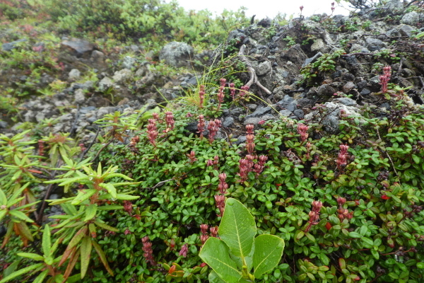 d0170615_20252052.jpg