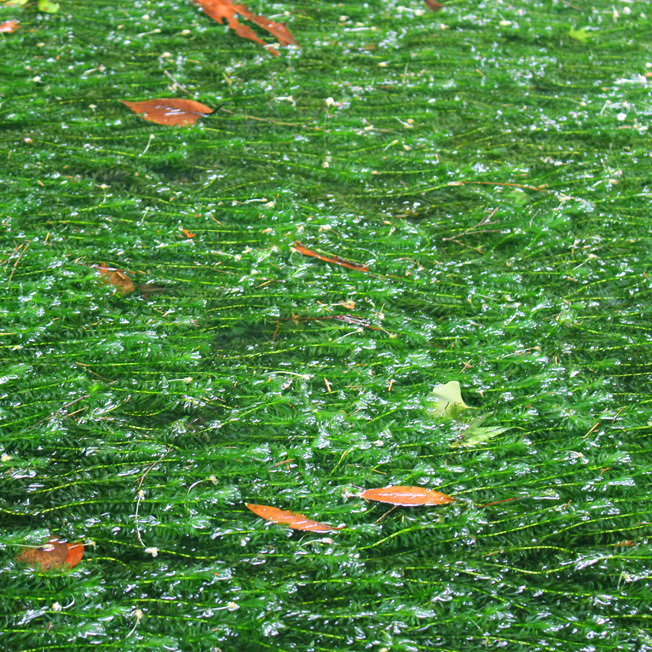 a0329820_12410746.jpg