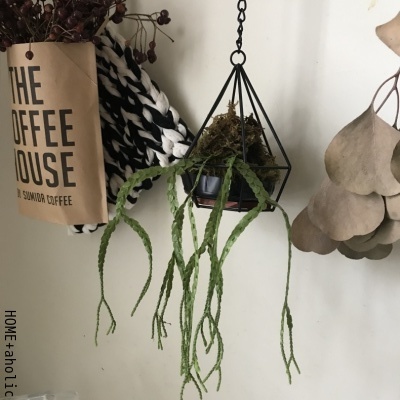 ■100均を使ってレア植物をアレンジ。_d0350221_07473862.jpg
