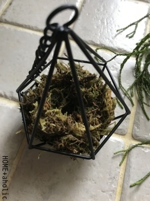 ■100均を使ってレア植物をアレンジ。_d0350221_07474105.jpg