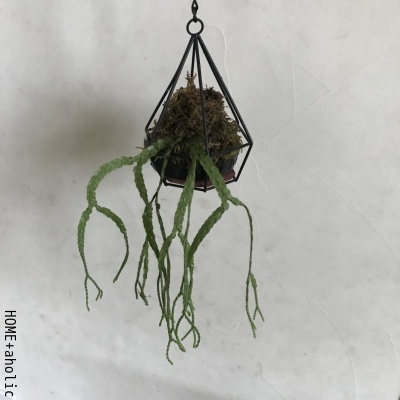 ■100均を使ってレア植物をアレンジ。_d0350221_07474137.jpg