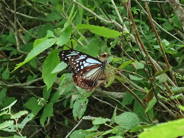 f0214649_03503495.jpg