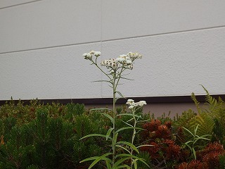 e0004756_21203529.jpg