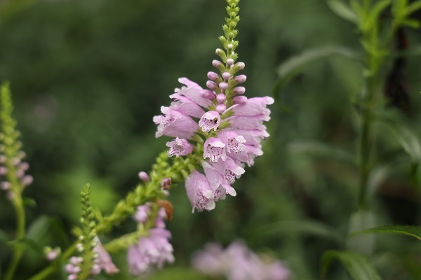 雨の日の花撮り＊～六甲オルゴールミュージアムに_b0328557_22223682.jpg