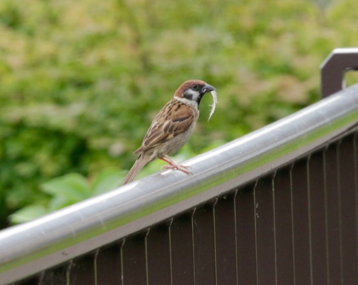 a0248459_15261344.jpg