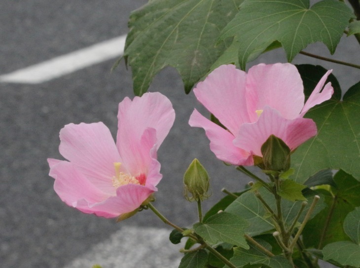 a0248459_15300499.jpg