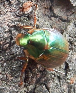 甲虫 #コガネムシ 『桜黄金虫』 Anomala daimiana : 自然感察