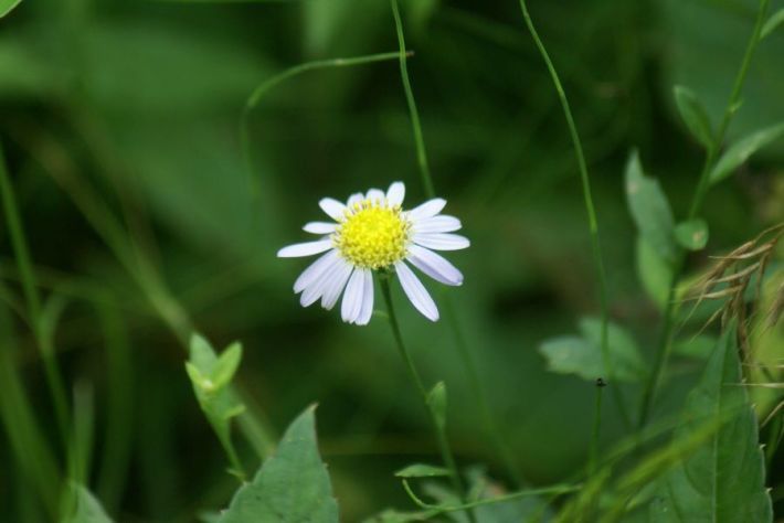 2019年8月20日　薄紫色の花_d0171564_08422621.jpg