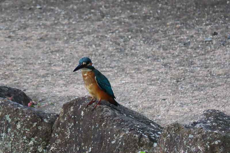 d0381582_07532657.jpg
