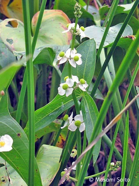 オモダカ 面高 草花と自然blog