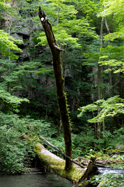 樹々の息吹と自然界の残酷_a0158797_19472512.jpg