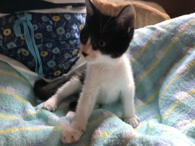 負傷収容だったひじきくんです_f0242002_13012337.jpg