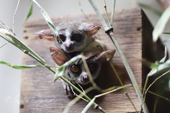 上野動物園　２０１９年８月１５日　西園_e0398403_19343885.jpg