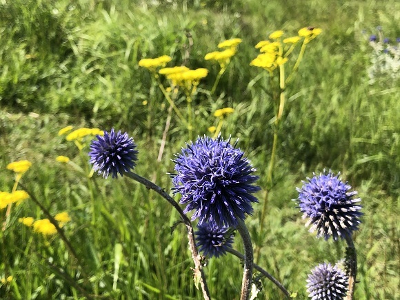 ヒゴタイ公園（阿蘇郡産山村）_f0364707_20594795.jpg