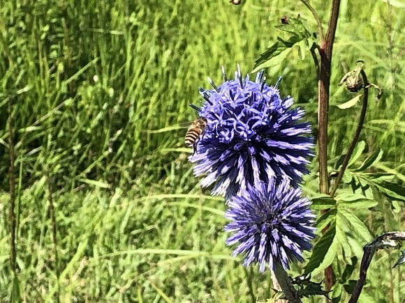 ヒゴタイ公園（阿蘇郡産山村）_f0364707_21000664.jpg