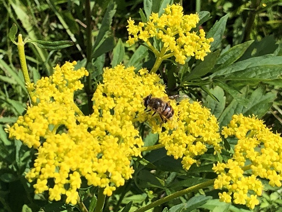 ヒゴタイ公園（阿蘇郡産山村）_f0364707_21005666.jpg