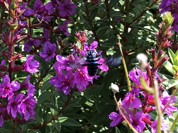 ヒゴタイ公園（阿蘇郡産山村）_f0364707_21085626.jpg