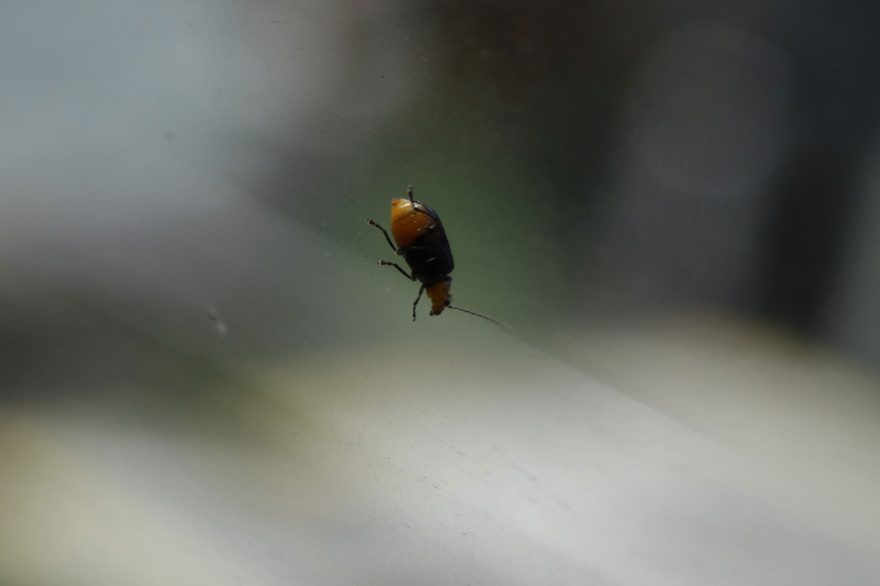 電車の窓にへばりついていた虫 昆虫ブログ むし探検広場