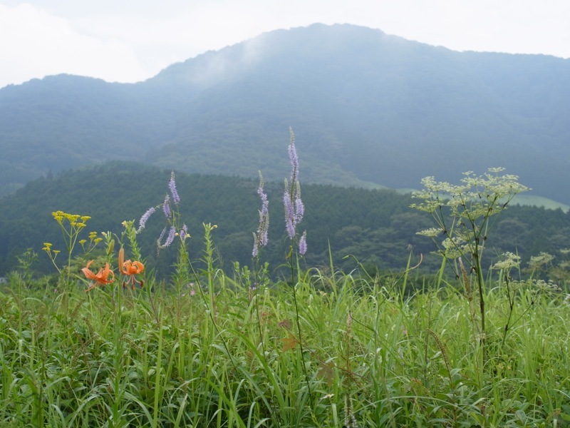 箱根湿生花園の花々_e0276411_23262554.jpg